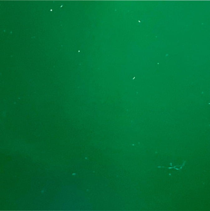 Kolor oprawy zielony